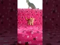 Download Lagu A cute tiny ginger kitten😍