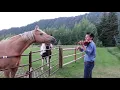 Download Lagu Horses like violin playing