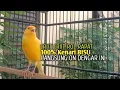 Download Lagu kenari gacor panjang Cuit Cuit EMOSI, Pancingan Kenari Paud Belajar Bunyi, terapi AMPUH Kenari MACET