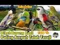 Download Lagu PIKAT BURUNG KECIL PALING AMPUH DIJAMIN PANEN BESAR DAN ANTI ZONK