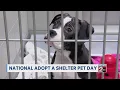 How to support National Adopt a Shelter Pet Day in Middle TN