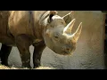 Download Lagu 2 hours Rhinoceros Sound Effect