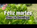 Happy Tuesday God bless you This good morning message is for you