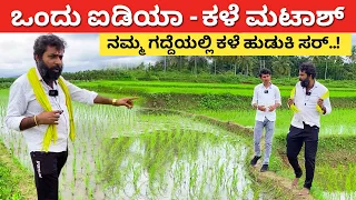 ನಮ್ಮ ಗದ್ದೆಯಲ್ಲಿ ಕಳೆ ಹುಡುಕಿ ಸ್ವಾಮಿ | Paddy farming in Karnataka How to control weed in agri #kannada