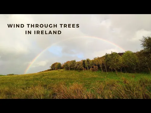 Recording My Sound Effects Library 'Wind Through Trees' - Field Recording In Ireland