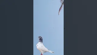 رأيكم العدد يونس بلموسم لو نسوي اكثر اكسبلور حمام تور العراق لايك  رأيكم العدد يونس بلموسم لو نسوي اكثر اكسبلور حمام تور العراق لايك