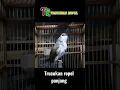 Download Lagu TRUCUK ROPEL PANJANG ALARM SUBUH