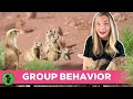 Animal Group Behavior Why Animals Work Together