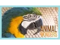 Download Lagu 5 Signs Your Bird is Sick