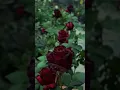 Download Lagu Beautiful dark red rose flower tree