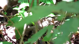 Animals in Cat Tien National Park