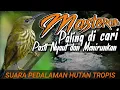 Download Lagu MASTERAN MURAI BATU suara jernih pasti Nyaut dan Menirukan