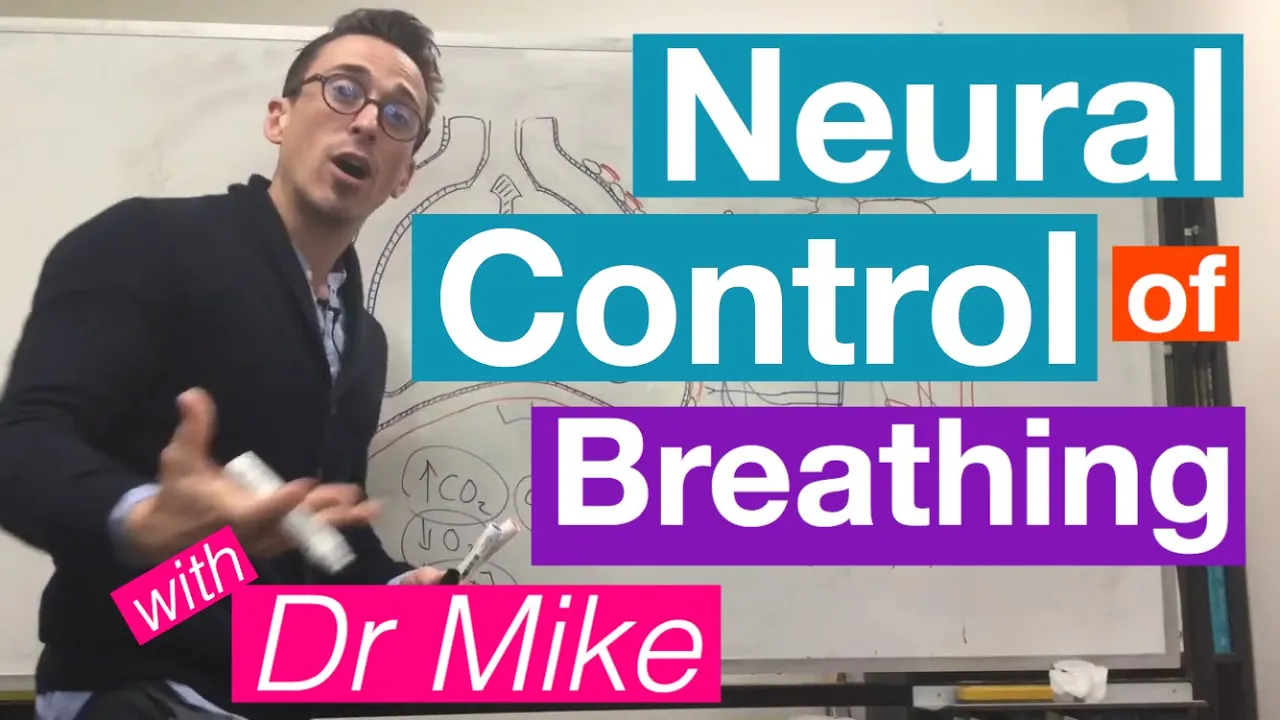 Outline Video Neural Control of Breathing | Respiratory System