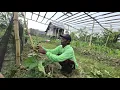 Download Lagu KEGIATAN PAK SUDIWANI \u0026 ISTRI, MERAWAT JAGUNG \u0026 LABU DI SEHARIAN KEBUN ASIAN SURVIVOR