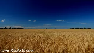 60minutes2relax Golden Wheat Field 