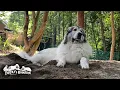 Download Lagu ギリギリ耐えられる暑さで外を楽しむアランとベルとリリーです　Great Pyrenees　グレートピレニーズ