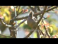 Download Lagu Stripe-throated Yuhina on a wild cherry tree