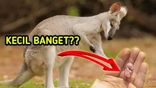 beginilah proses hewan melahirkan paling unik DI DUNIA- SIDUL TUBE