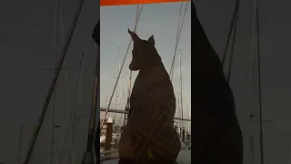 .. #fyp #dream #youtube #doberman #pets