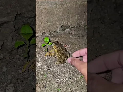 Funny frogs Catching |Wep wep catching frogsfunny |boing catch frogs make you laugh #frog