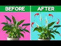Download Lagu Top 5 Peace Lily Care Tips You Need to Know