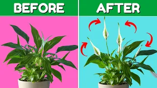top 5 peace lily care tips you need to know