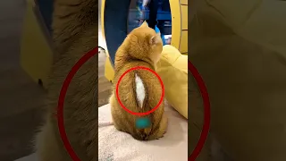 قصة اللغز الذي حير صاحب قطة شفا قصص قصص واقعية حكمة قصص اطفال 