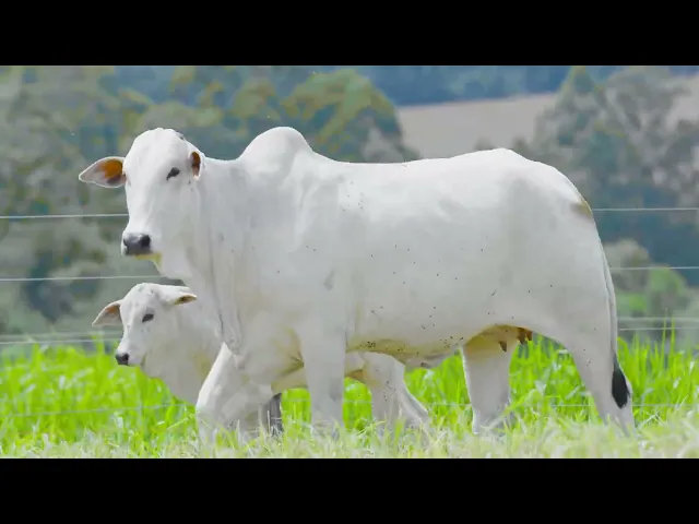 Matriz Nelore NEMJ - 896