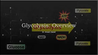 Glycolysis Brief Overview