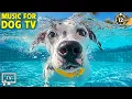 Download Lagu 12 Hours Calming Sleep Music for Dogs 🦮 Ultimate Dog Video for Dogs To Watch - Dog Music