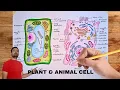 Plant Cell and Animal Cell Diagram Easy Drawing Colored Plant and Animal Cell Diagram