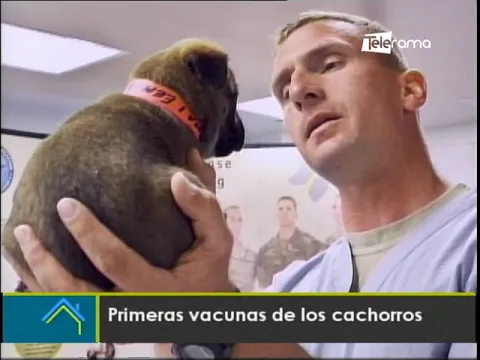 Primeras vacunas de los cachorros