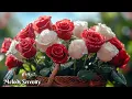 Download Lagu Music heals health and calms the nervous system 🌺 Relaxation and harmony 🌿Sergey Grischuk