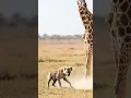 Lagu An Unforgettable Savanna Encounter: Young Hyena Leaps Towards Giraffe! #Wildlife #Safari #Africa