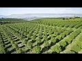 Future of Chelan County s marijuana industry remains uncertain