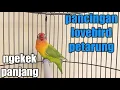 Download Lagu NGEKEK PANJANG LOVEBIRD MANA YANG TIDAK EMOSI JIKA MENDENGARKAN PANCINGAN LOVEBIRD FIGHTER SATU INI