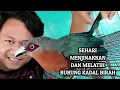 Lagu Sehari bersama birah, burung indah yg sangat ramah