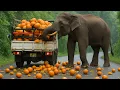 Download Lagu Shocking Elephant Attack Pumping Turk In Forest Road. هجوم فيل صادم على تركي يضخ في طريق الغابة.