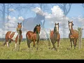 Caballo que no galopa  Horacio Guarany