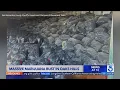 Massive cannabis bust in San Bernardino County