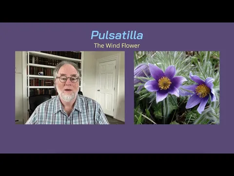 Download MP3 Materia Medica Series #9 Pulsatilla