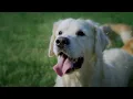 5 Pet Safe Lawn Fertilizers and Weed Killers