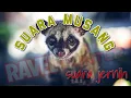 Download Lagu Pikat Suara Luwak / Musang