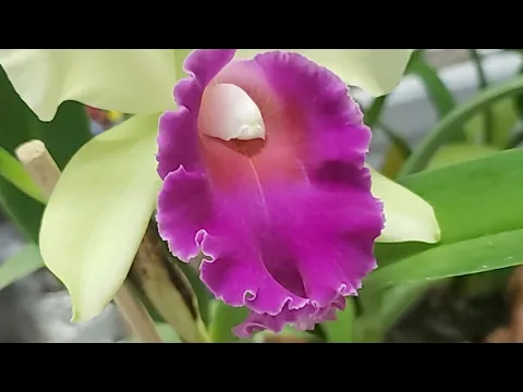 FAÇA SUA ORQUÍDEA FLORIR SUPER FÁCIL!!!