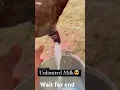 Download Lagu Cow milk shorts vairalvideo