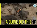Download Lagu Menselijke veiligheid: een handschoen die bijna een zeehond doodde!