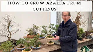 Download How to Grow Azalea from Cuttings MP3