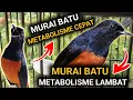 Lagu PAHAMI INI !! MURAI BATU METABOLISME CEPAT MURAI BATU METABOLISME LAMBAT CARA MERAWAT MURAI BATU