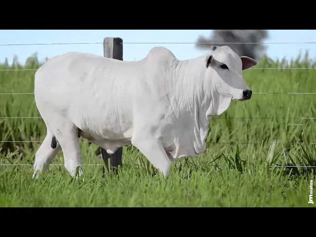 Novilha Nelore MMAR - 4557