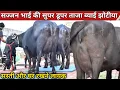 Download Lagu सज्जन दांगी की दूधारू ताजा ब्याई मुर्रा झोटीया सस्ते भाव में घर रखने लायक झोटी उपलब्ध || 94160-70111